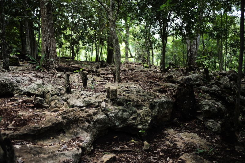 Whispers of the Forest