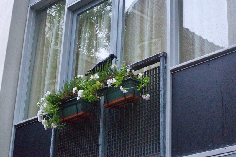 Urban Avian Encounter