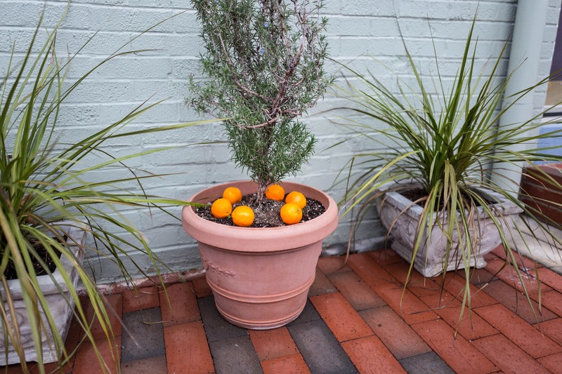 Vibrant Garden Contrasts