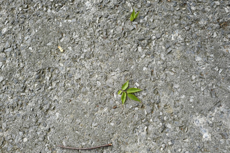 Resilience Amidst Grit