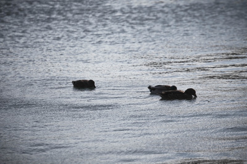 Serenity on the Water