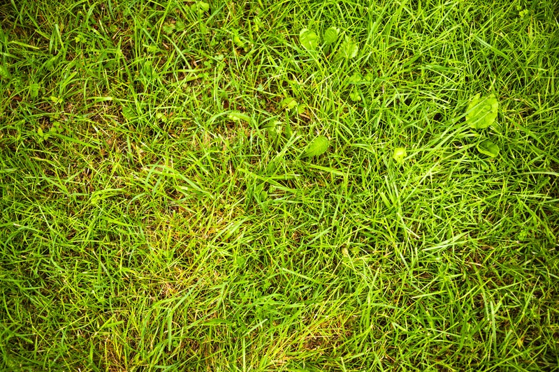 Lush Greenery Underfoot