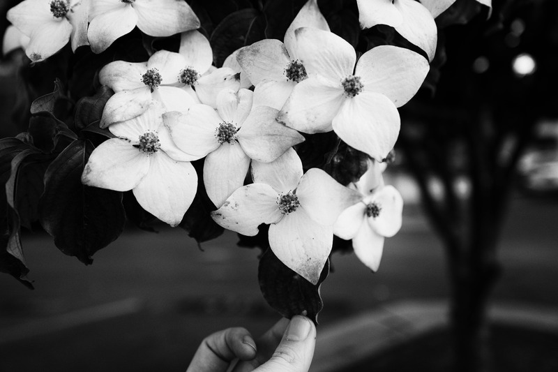 Whispers of Blossoms