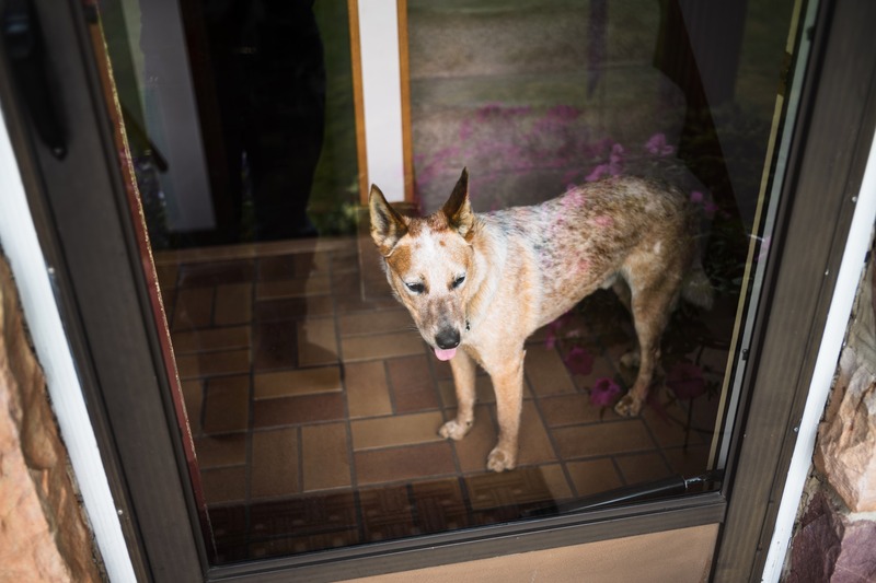 Canine Curiosity at the Door