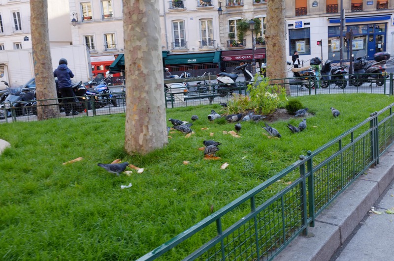 City Pigeons at Play