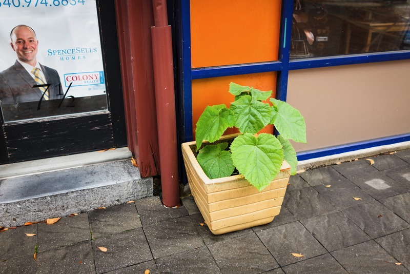 Urban Greenery Contrast
