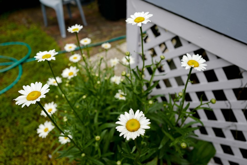Daisies in the Garden