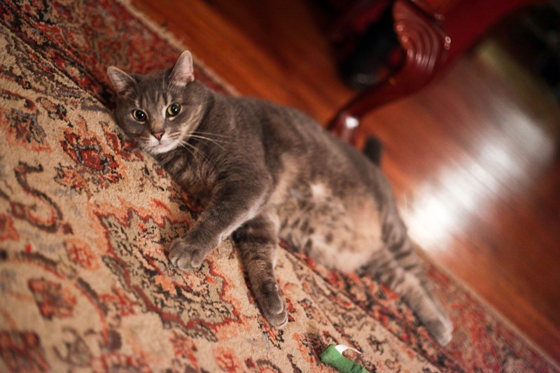 Lazy Afternoon Whiskers