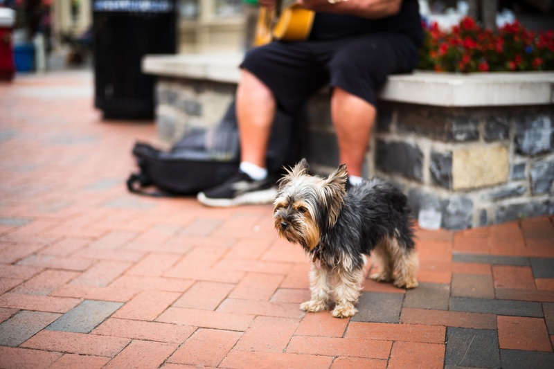 Musical Moments with a Canine Companion