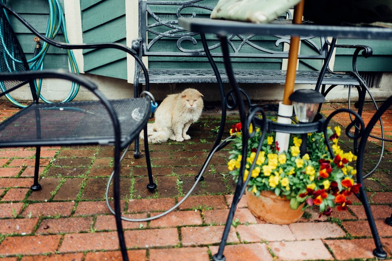 A Quiet Moment in the Garden