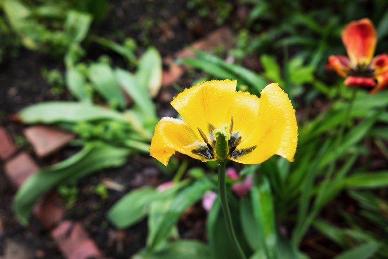 Drenched in Sunshine