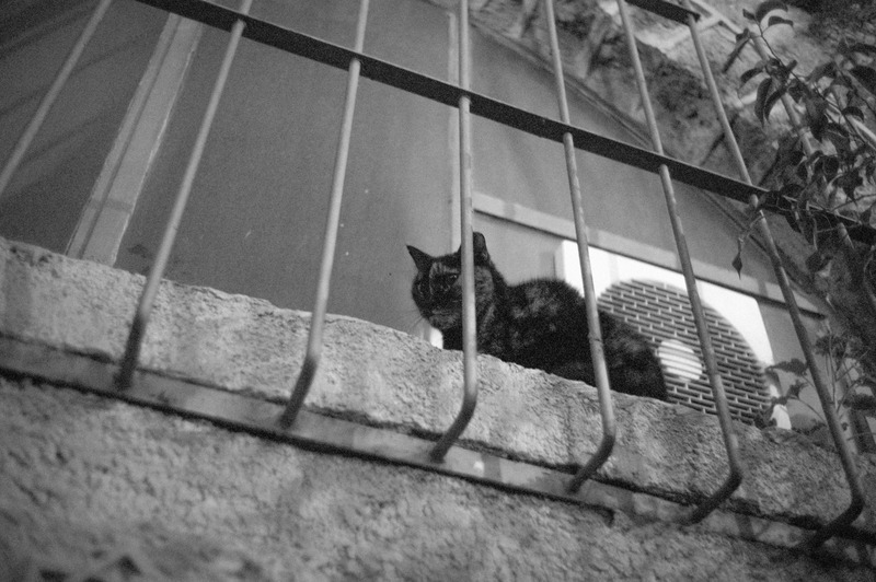 Curious Cat on the Ledge