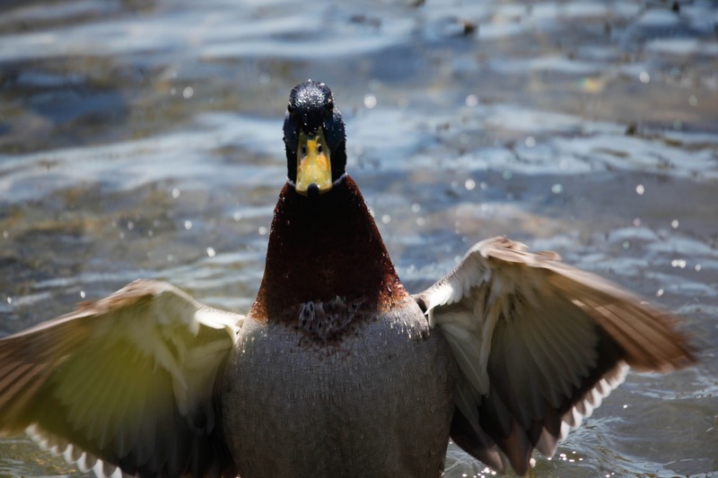 Dancing Duck in Sunlight