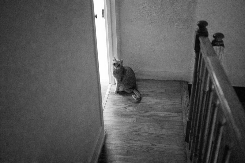 Cat in the Doorway